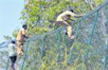Captured leopard escapes from BBP